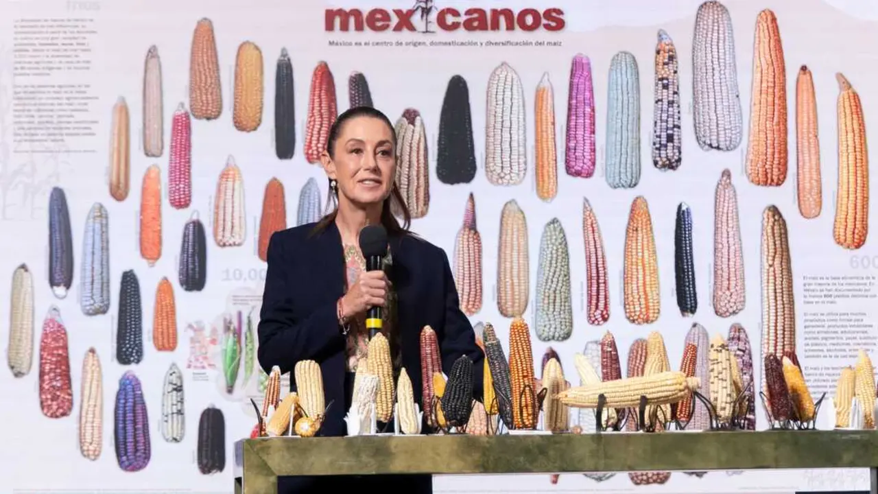 La presidenta Claudia Sheinbaum present&oacute; las diversas razas de ma&iacute;z de Mexico. Foto: presidencia de M&eacute;xico