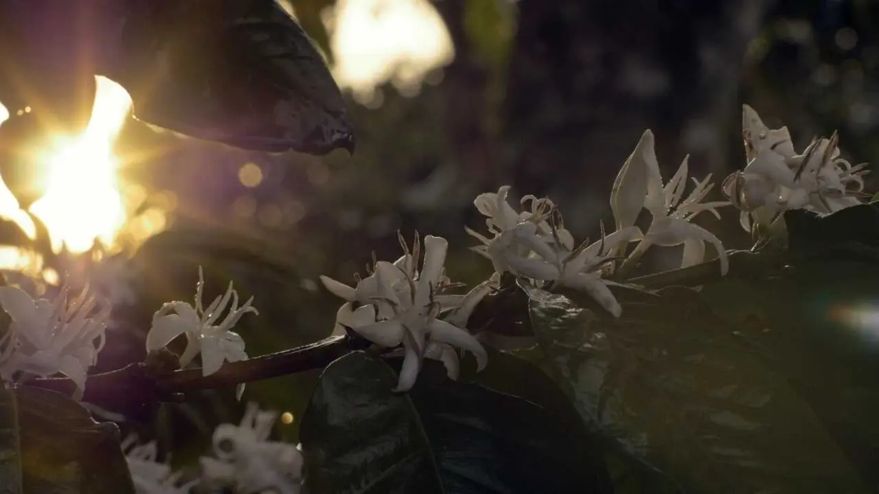 Fotograf&iacute;a: Still de Licham, por Ana Ts&rsquo;uyeb
